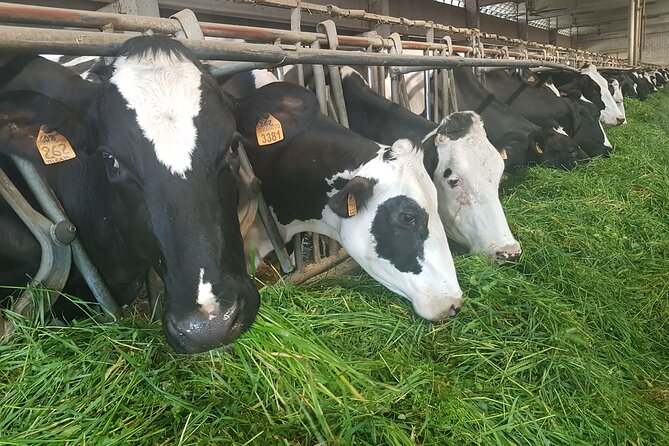 Secrets of Parmigiano Reggiano and Balsamic Vinegar - Meeting cows and calves in Codemondo