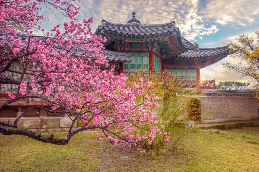 Seoul: Gyeongbok Palace and Bukchon Hanok Walking Tour - Why this morning walk works as a first look at Seoul