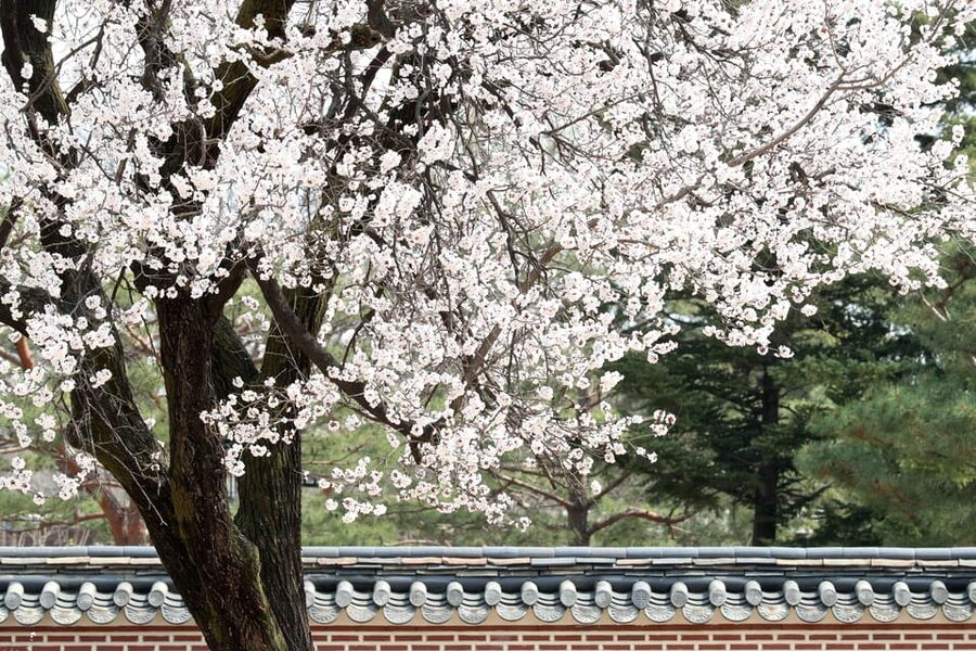 Seoul: Gyeongbokgung Palace Tour & Lunch at Authentic Market - The Small-Group Advantage