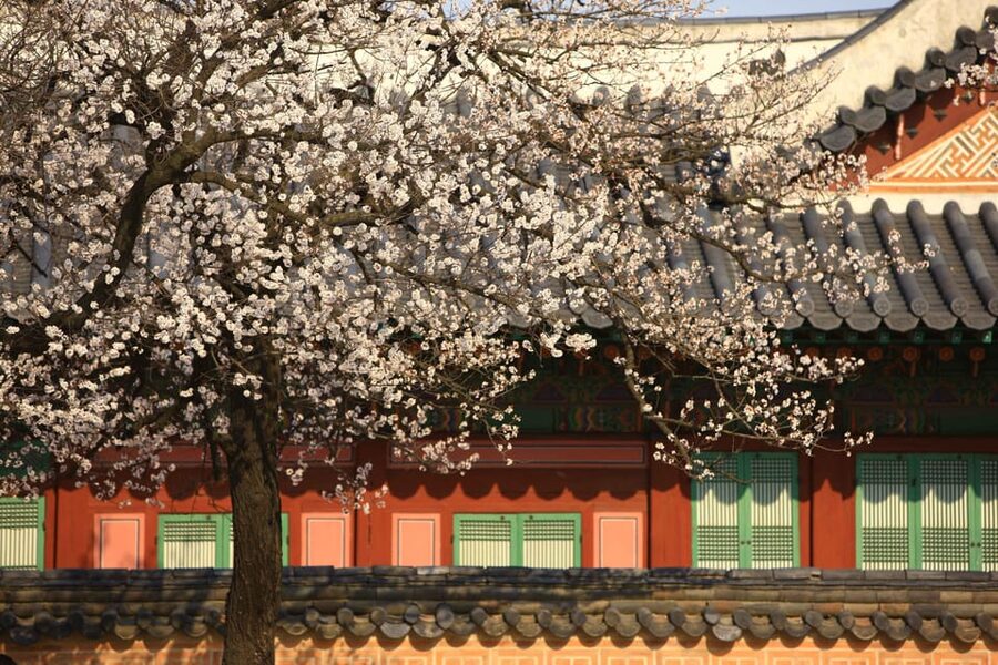 Seoul: Gyeongbokgung Palace Tour & Lunch at Authentic Market - Timing, Walking, and What to Bring