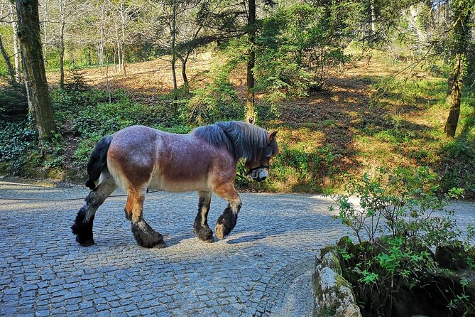 Sintra Tour with Pena Palace, Moorish Castle and Regaleira - Private - Moorish Castle: walls, views, and changing weather