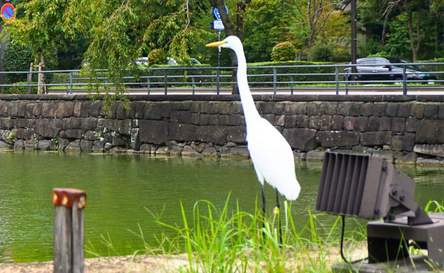Tokyo: Imperial Palace Japanese History Walking Tour - Gardens, bamboo, trees, and koi